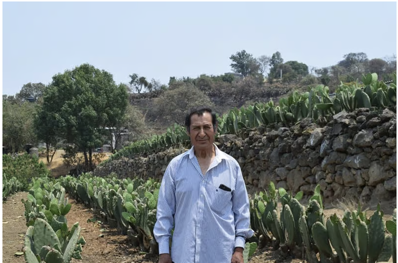 localmx_'s tweet photo. #ComidaLocal Para volver a estar listas para un nuevo corte, las pencas de nopal tardan unos 8 días (dependiendo del tamaño) y, si se cuida bien, un solo sembradío de nopaleras puede durar hasta 20 años. https://t.co/ywYgJkbJPS https://t.co/rjyhW7agff
