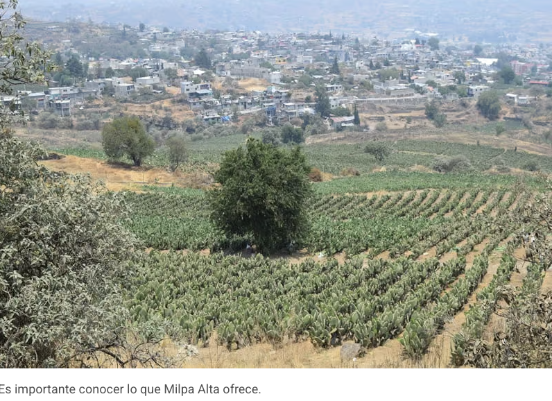 localmx_'s tweet photo. #ComidaLocal Para volver a estar listas para un nuevo corte, las pencas de nopal tardan unos 8 días (dependiendo del tamaño) y, si se cuida bien, un solo sembradío de nopaleras puede durar hasta 20 años. https://t.co/ywYgJkbJPS https://t.co/rjyhW7agff