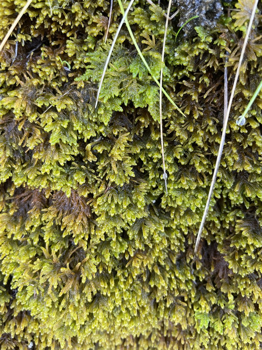 LowlandWanderer's tweet photo. @BBSbryology any ideas on this? Found at Llandudno https://t.co/yNg7ucOHEV