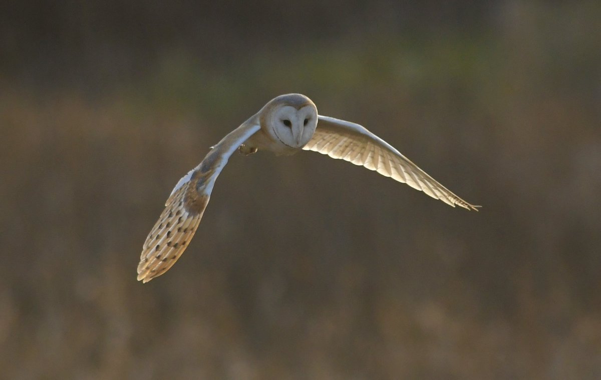 Bri Thompson tweet media