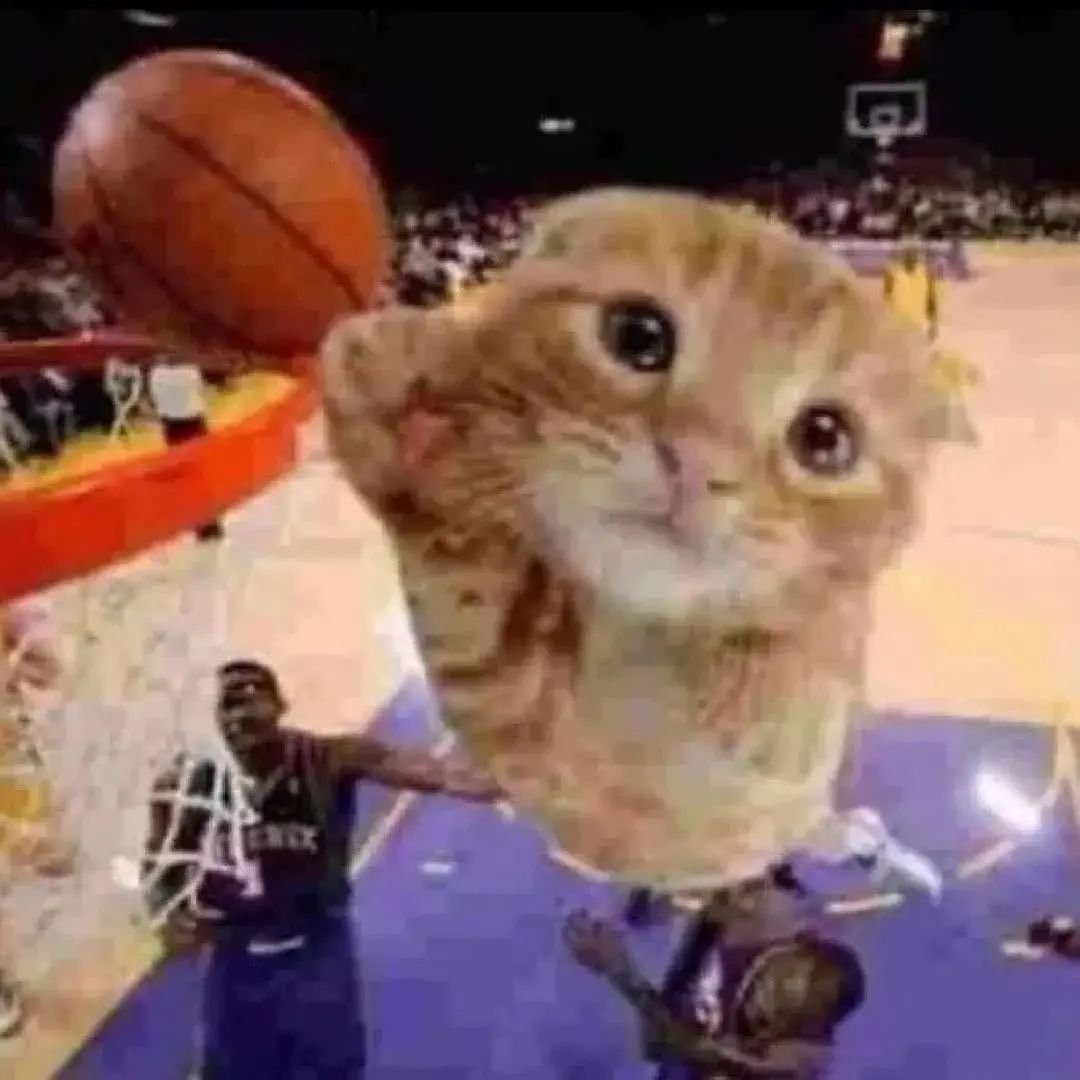 Punch Cat (@punchingcat) on Twitter photo 