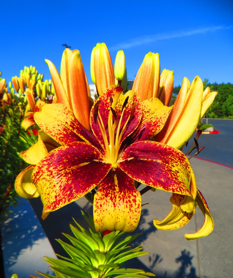 Gm

" If you cannot do great things, do small things in a great way. "

 #MrsNftSizzlePhotography