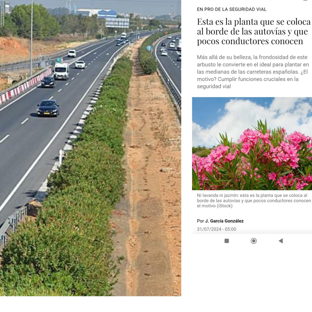AlexThomas169's tweet photo. Las plantas Adelfas sembradas en las autopistas en España minimizan accidentes ya que  obstaculizan la luz contraria y fuertes vientos. Invías y veedores: Tener en cuenta las Trinitarias en nuestra región. Son esenciales en prevención de accidentes en la nueva via La Paz-Va/par! https://t.co/RVuHVm93Rv