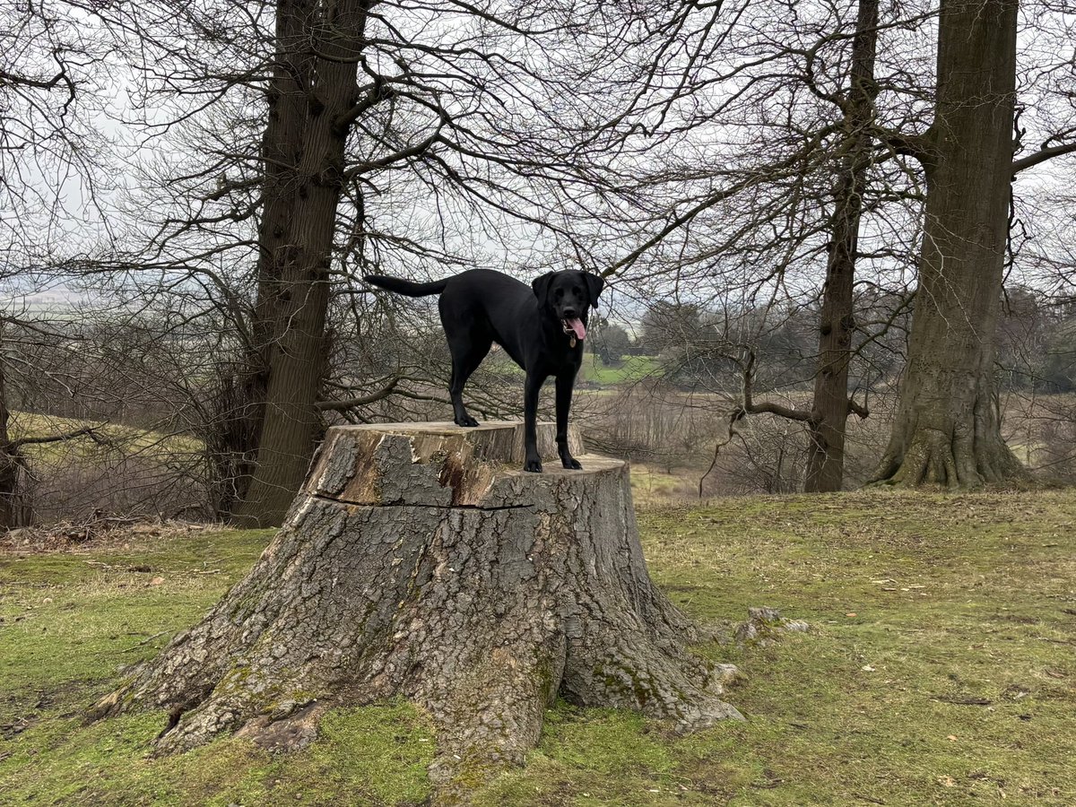 Walking-n-Wagging 🐾🐾 tweet media