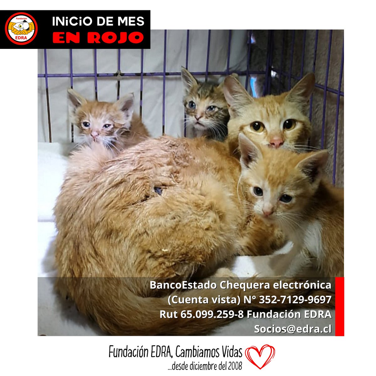 #FundacionEDRA (@edrachile) on Twitter photo Tener un refugio es la labor mas difícil en este movimiento animalista. Y en La Pintana es aún peor. Son más de 100 rescatados que cuidamos día a día.
BancoEstado
Chequera electrónica
(Cuenta vista)
N° 352-7129-9697
Rut 65.099.259-8
Fundación EDRA
Socios@edra.cl Tener un refugio es la labor mas difícil en este movimiento animalista. Y en La Pintana es aún peor. Son más de 100 rescatados que cuidamos día a día.
BancoEstado
Chequera electrónica
(Cuenta vista)
N° 352-7129-9697
Rut 65.099.259-8
Fundación EDRA
Socios@edra.cl