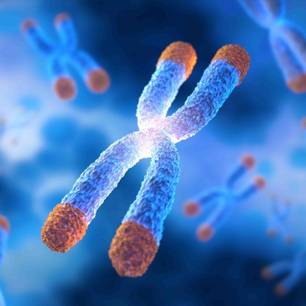 palaisdecouvert's tweet image. Comprendre le rôle essentiel des #télomères : ces mystérieuses extrémités d’ADN protègent nos #chromosomes, influencent le vieillissement et ouvrent des pistes contre le #cancer !

Un voyage captivant au bout de notre génome à lire dans la #RevueDécouverte
palais-decouverte.fr/fr/explorer-no…