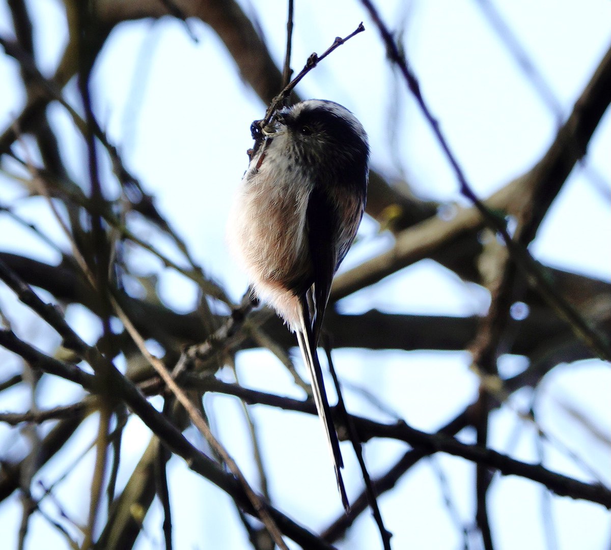 lynda_lambert's tweet photo. interesting to see a pr of LTTits gathering nest material so early in the yr..One watching while the other gleaned then they flew off together to a bramble bush at Hatch Pond before returning time and again for more. https://t.co/hS7BrCuJhT