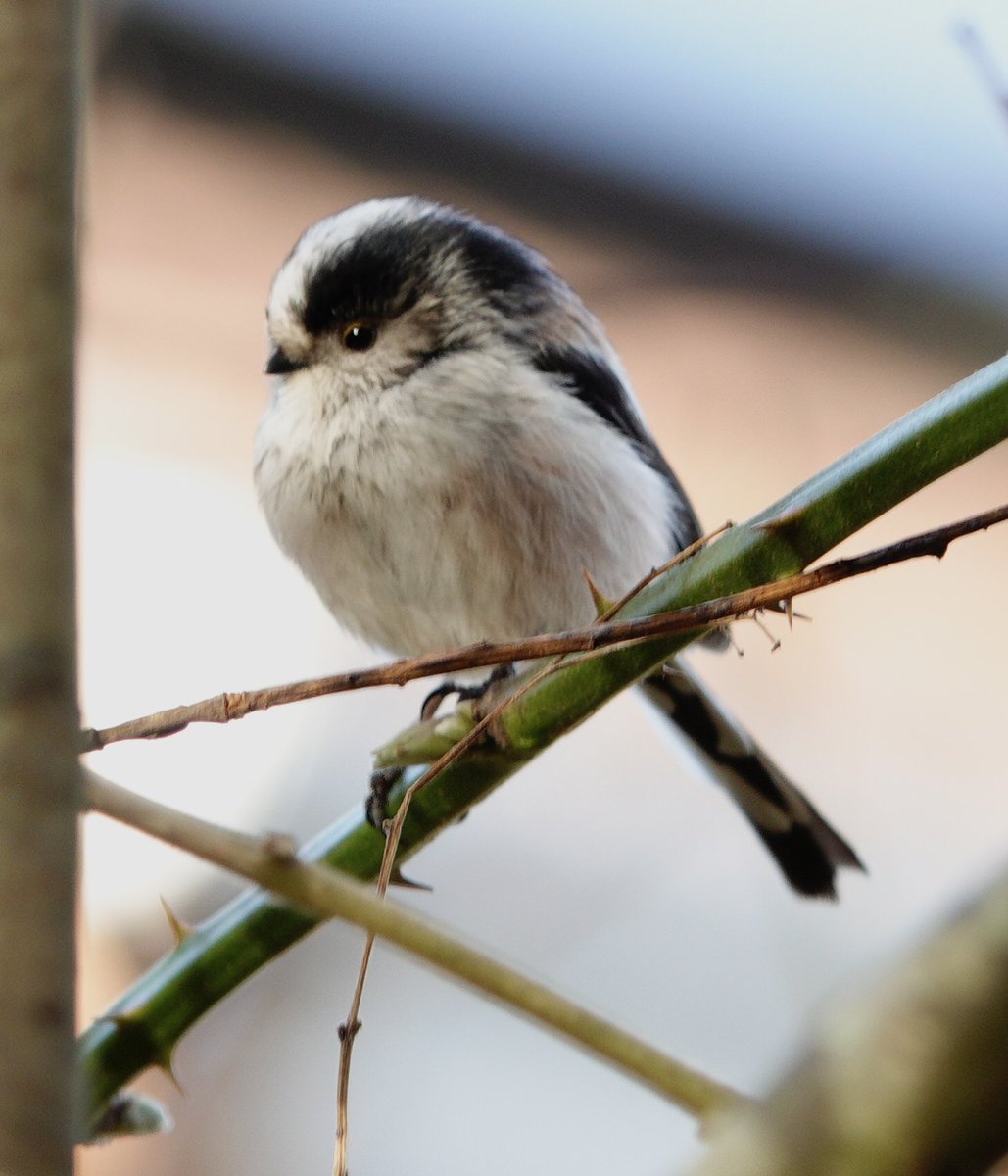 lynda_lambert's tweet photo. interesting to see a pr of LTTits gathering nest material so early in the yr..One watching while the other gleaned then they flew off together to a bramble bush at Hatch Pond before returning time and again for more. https://t.co/hS7BrCuJhT