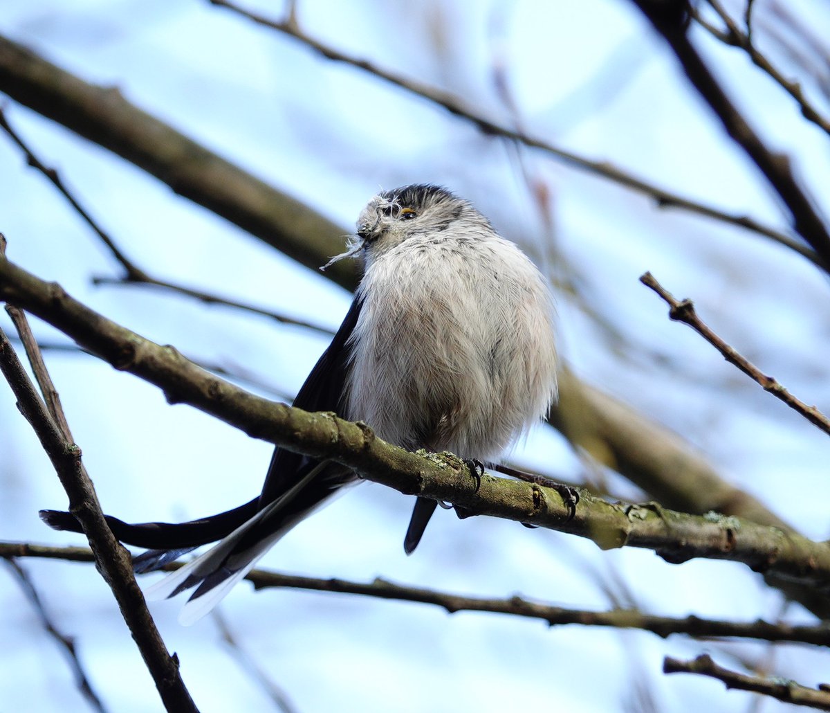 lynda_lambert's tweet photo. interesting to see a pr of LTTits gathering nest material so early in the yr..One watching while the other gleaned then they flew off together to a bramble bush at Hatch Pond before returning time and again for more. https://t.co/hS7BrCuJhT