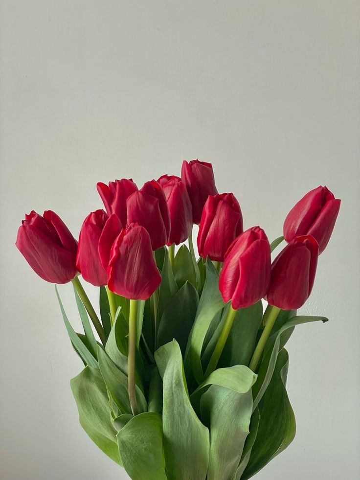red tulips.