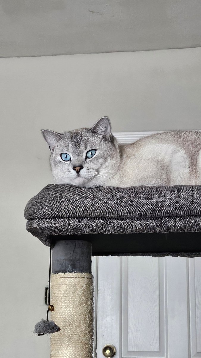 How does Ponchik watch Pony when she plays by herself? 🤣

#cat #catlover #meow #purr #catlovers #catlife #ponchik #pony