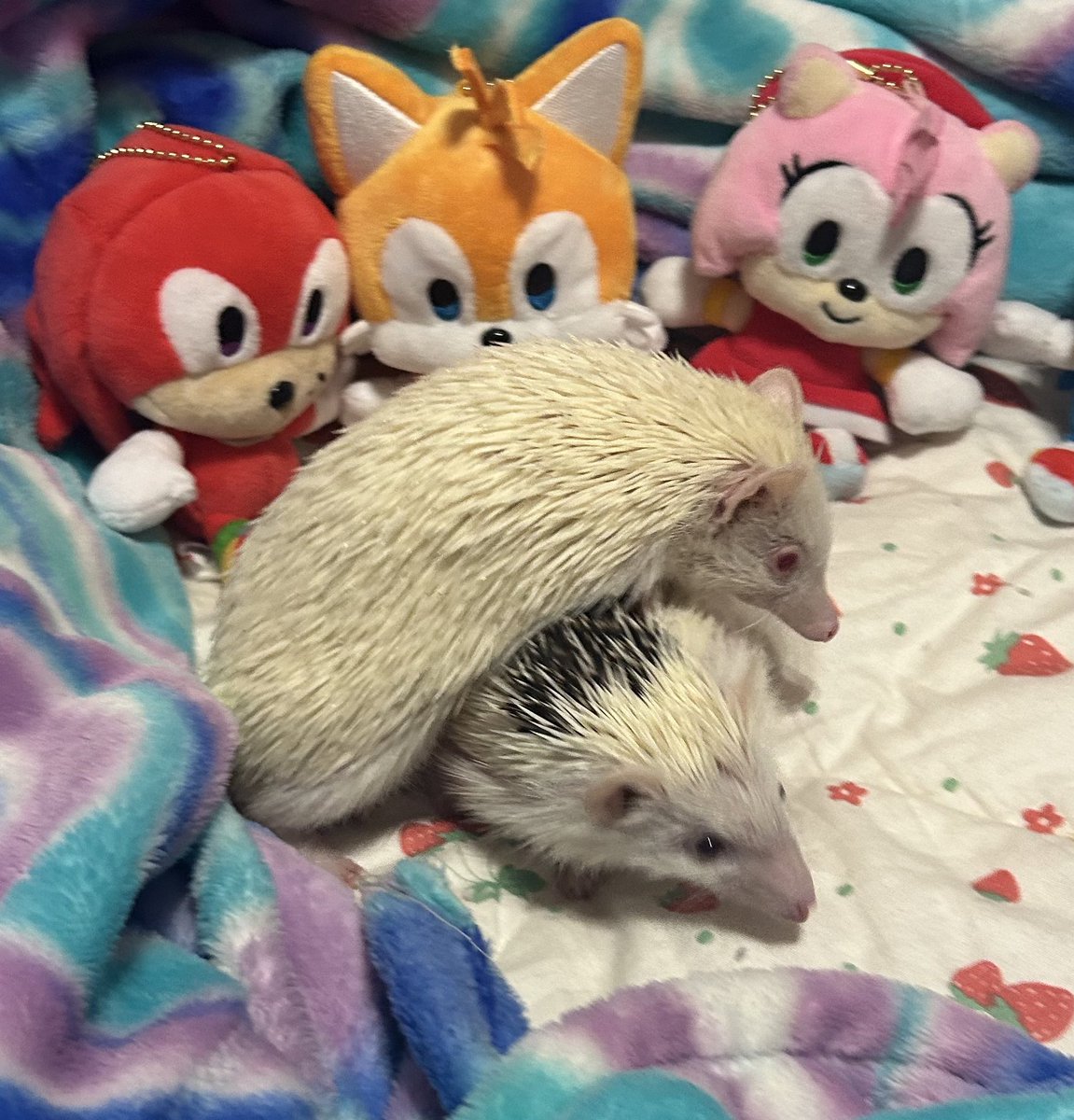 emzberry's tweet photo. shout out to my hedgies pinkie and spot 🥹

MY ENTIRE WORLD, i love my silly babies https://t.co/fsCMv6VnrO