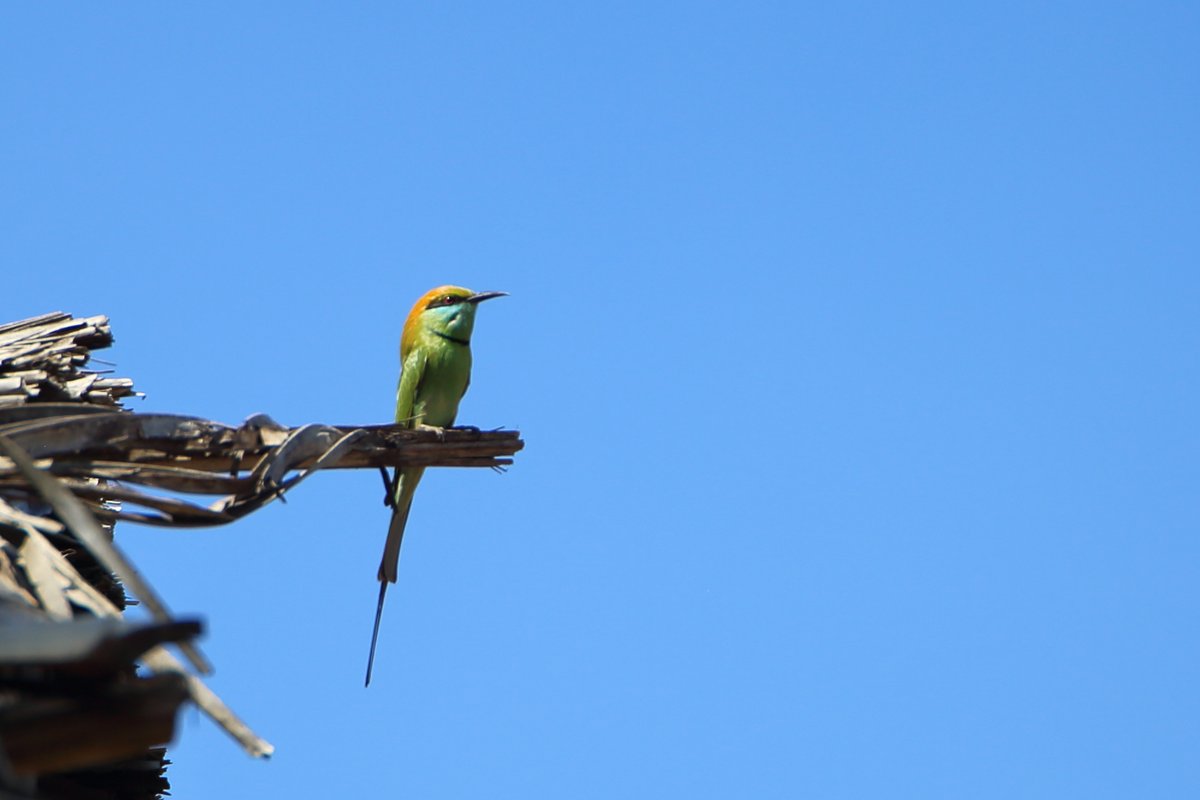 DrDFoster's tweet image. Sanapur