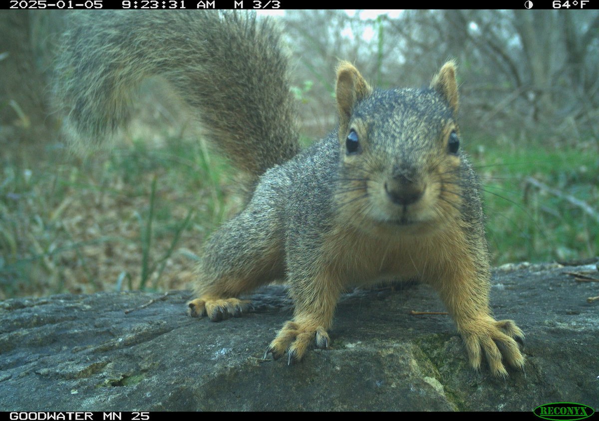 trailcam (@trail_cams) on Twitter photo 