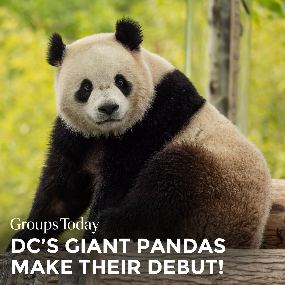GroupsToday's tweet image. Giant pandas Bao Li [BOW-lee] and Qing Bao [ching-BOW] debuted at the @NationalZoo in Washington, DC. Keep reading to learn about visiting these pandas. buff.ly/3EkKSu9 
Photo courtesy of Roshan Patel, Smithsonian’s National Zoo and Conservation Biology Institute