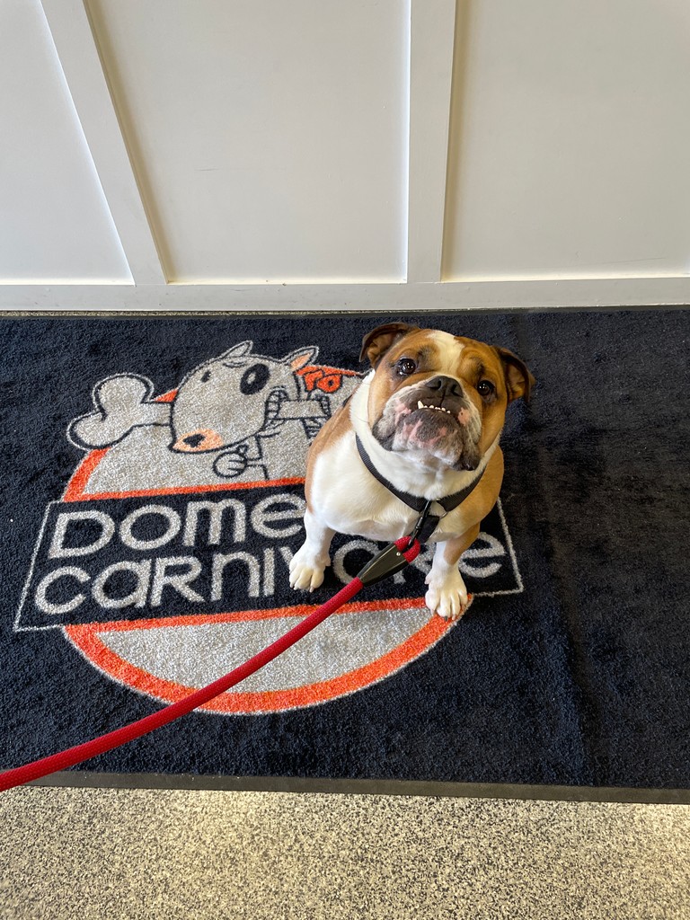 DomesticCarnivo's tweet photo. Always nice to see our friend Bruce Wayne the bulldog! 

#dogsofinstagram #domesticcarnivore #rawfed #rawfeeding #ancaster #hamont #brantford #dundas #burlington #oakville #dogsofhamilton #dogsofdomesticcarnivore
#rawdogfood #dogtreats #allergyrelief https://t.co/iogKJBgh0v