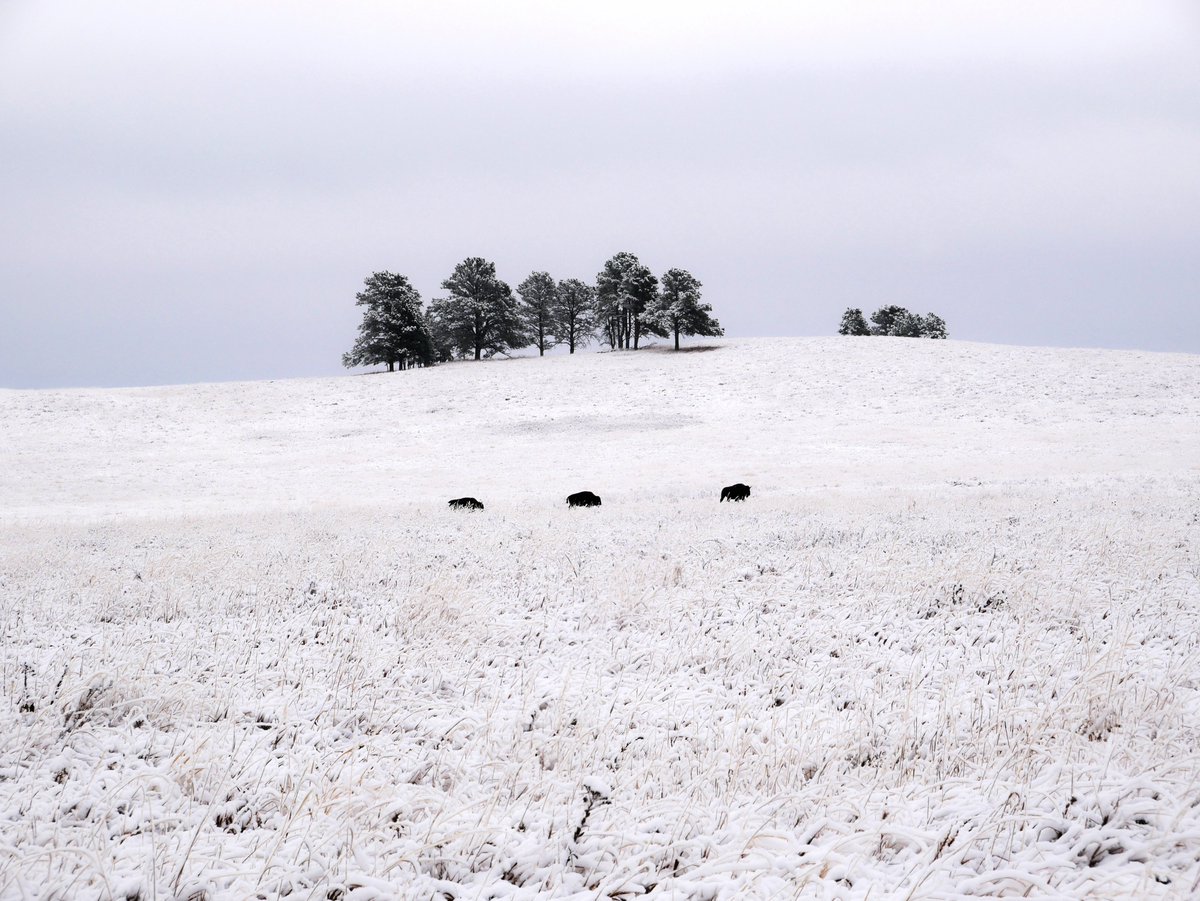 Custer State Park tweet media