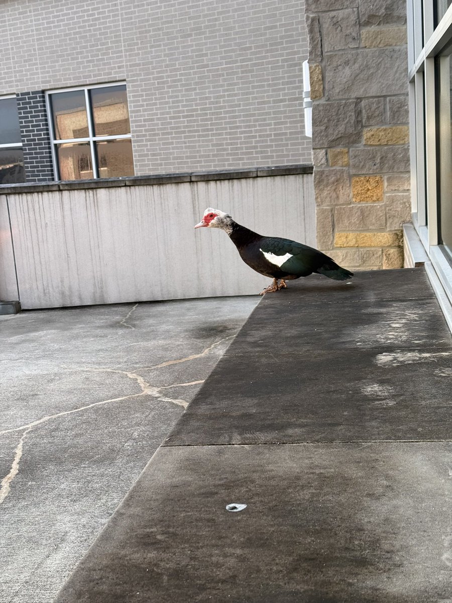 Monday morning visit from the duck must mean it’s a good week ahead!