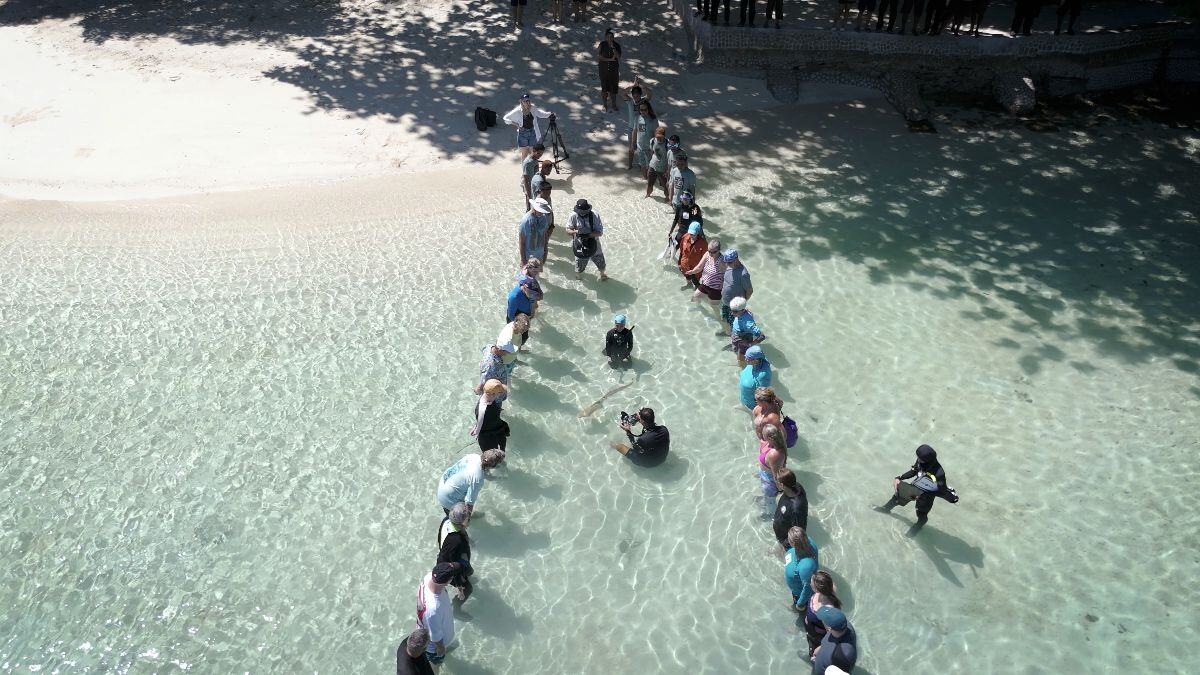 Wildlife Conservation Network (@wildnetorg) on Twitter photo Lydia returns to the sea 🦈 
Lydia is the sixth leopard shark released by the Misool Foundation and ReShark teams into the Misool Marine Reserve. This release marks another milestone toward the project's goal of returning 500 sharks to Raja Ampat's waters. 
📸 Putro Pambajeng Lydia returns to the sea 🦈 
Lydia is the sixth leopard shark released by the Misool Foundation and ReShark teams into the Misool Marine Reserve. This release marks another milestone toward the project's goal of returning 500 sharks to Raja Ampat's waters. 
📸 Putro Pambajeng