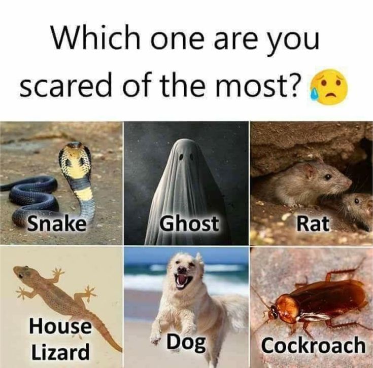 bamagirl_4_eva's tweet photo. Snakes. What about you? https://t.co/mCEfgwnZzq