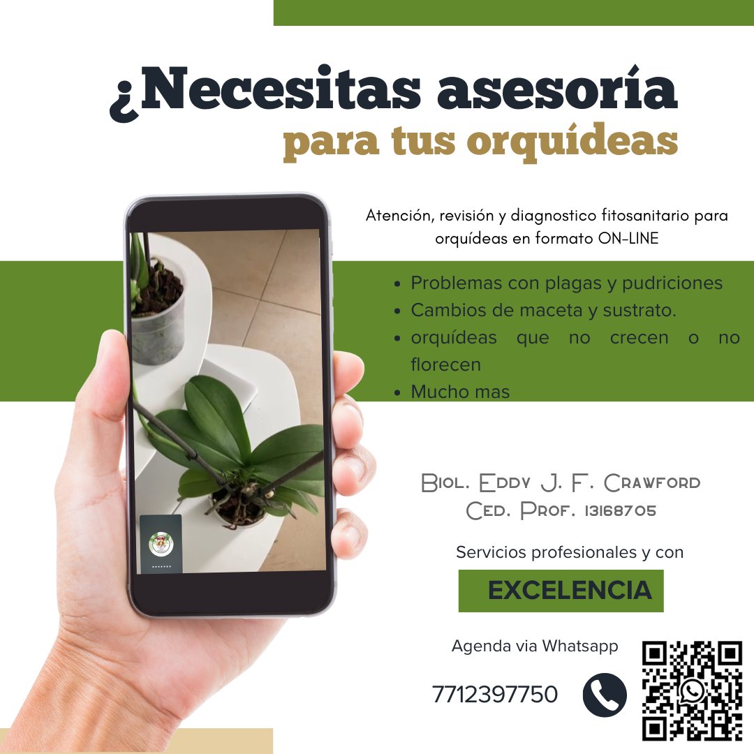 Hola, ¿Necesitas ayuda en el cultivo de Orquídeas?
¿No florecen? ¿Solo compras y se mueren?
Déjame ayudarte a cultivar correctamente tus orquídeas. 

Biol. Eddy J. Fernández Crawford.

Asesoria x Videollamada por solo $100 pesos mx. Agenda via whatsapp al 7712397750
