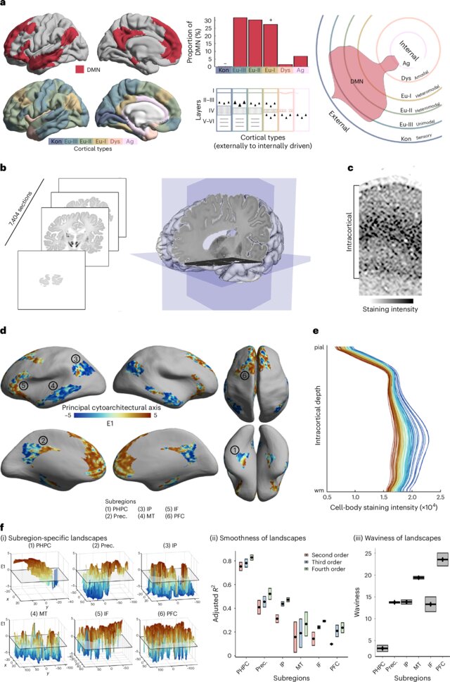 Fresh from Nature #Neuroscience: The architecture of the human #brain default mode network explored through cytoarchitecture, wiring and signal flow  nature.com/articles/s4159…