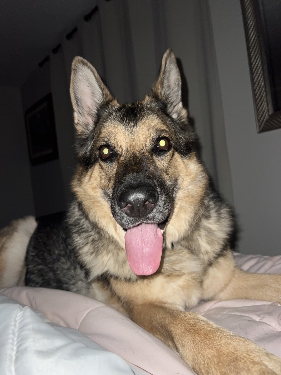 k9danka's tweet photo. Currently 4th in her group!
You decide who will be featured on the cover of Modern Dog and win $10,000 so please keep voting!
Her link: https://t.co/bQV8oCaxeV #k9 #gsd #k9team #k9partner #k9danka #k9handler #workingdog https://t.co/6MHUHNlvbp
