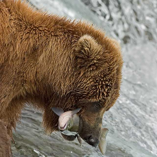 Not a good day to be a salmon.