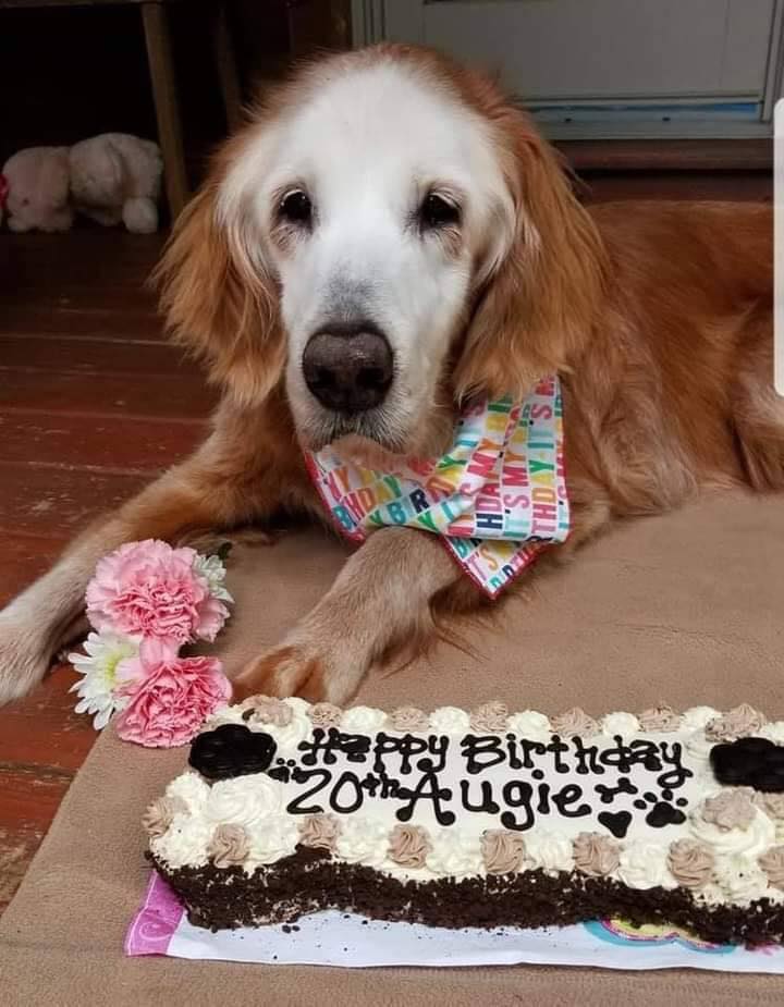 DogLovers03's tweet photo. Meet August, officially the oldest living Golden Retriever! She turned 20 years old! https://t.co/UkTfacKHO8