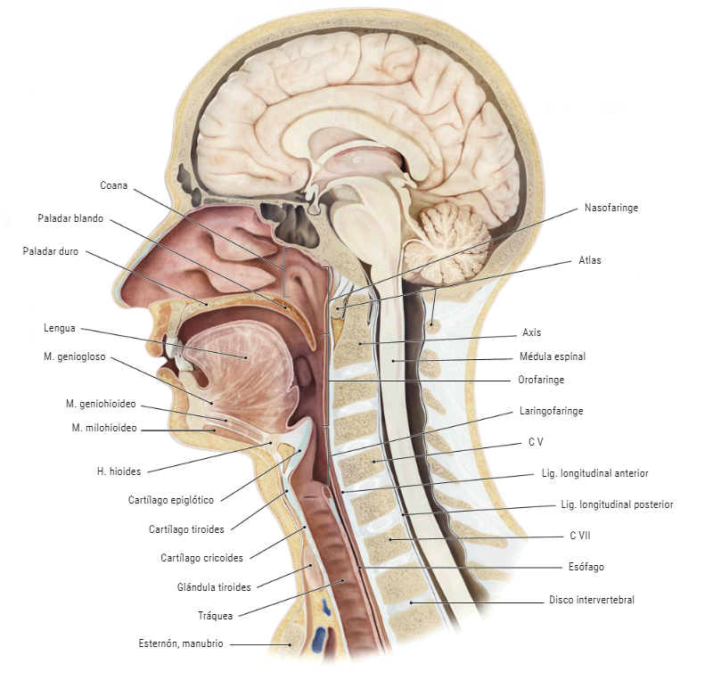 PasionAnatomia's tweet photo. La #faringe y el #esófago se encuentran íntimamente relacionados con la cara anterior de los cuerpos y los discos #intervertebrales, por lo que una patología de la #ColumnaVertebral cervical puede afectar a la #deglución
📚 EVA Anatomía. Atlas. Editorial Médica Panamericana https://t.co/WLajuLAYaF