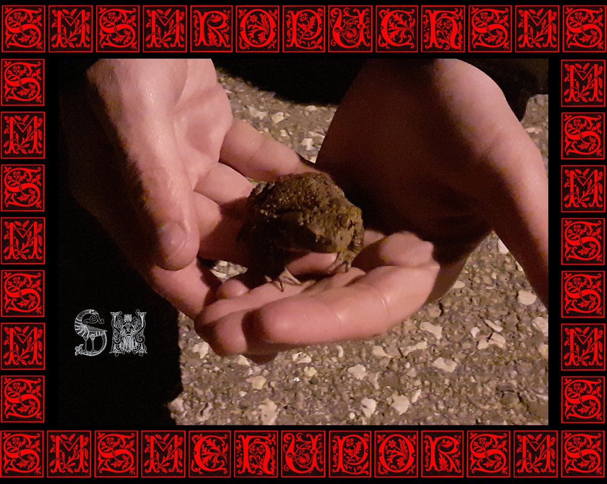 Virivishu's tweet photo. Toad of Eternal Remedy

#art #toad #animalphoto #photography #amphibian #frogphoto #naturephotography #blackmetal #kellersynth #dungeonsynth #tanzelcore #blackmetalart https://t.co/XH877yuhz6
