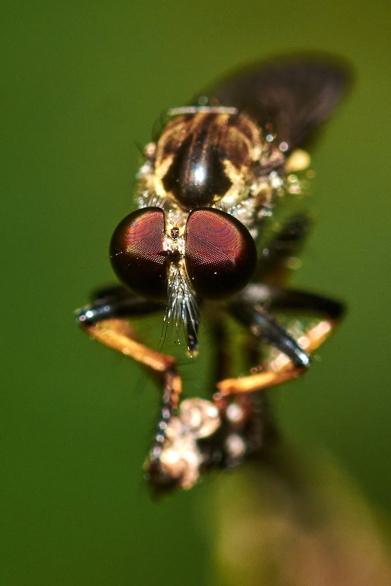 bownaankamal's tweet image. Robber fly | Yercaud | India
.
.
#insects #diptera #robberfly #laphria #entomology #yercaud #bownaankamal #tamilnadu