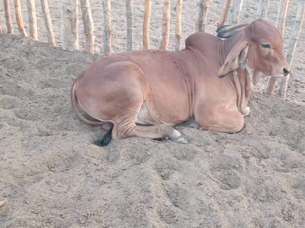Red ♥️ is the colour @  GM² Farms