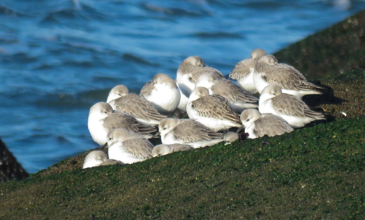Deel 707: ik plaats niet meer zo vaak iets (veel mensen weggezworven van X), maar gisteren had ik zo'n prachtig zonnige dag op de #Zuidpier in #IJmuiden dat ik het toch graag wil delen met mijn vogelvrienden: #eider #paarseStrandloper #oeverpieper en #drieteenstrandloper