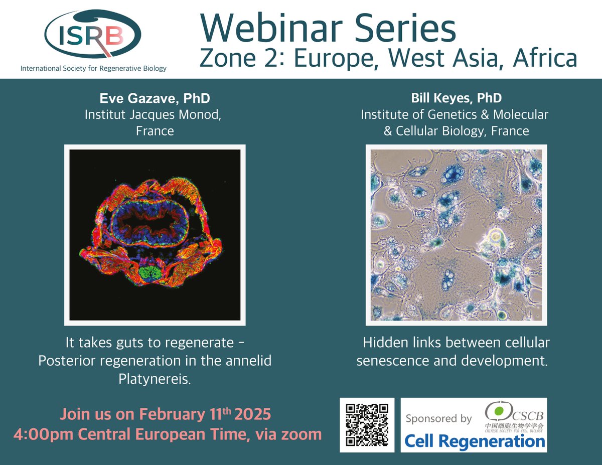 International Society for Regenerative Biology (@isrbio) on Twitter photo 🚨ISRB Webinar Alert - Zone 2: Europe, West Asia, Africa to be held 11th February at 4pm Central European Time📷Featuring <a href="/thebillkeyes/">Bill Keyes</a> and <a href="/stemdevevo/">StemDevEvo</a> 🚨ISRB Webinar Alert - Zone 2: Europe, West Asia, Africa to be held 11th February at 4pm Central European Time📷Featuring <a href="/thebillkeyes/">Bill Keyes</a> and <a href="/stemdevevo/">StemDevEvo</a>