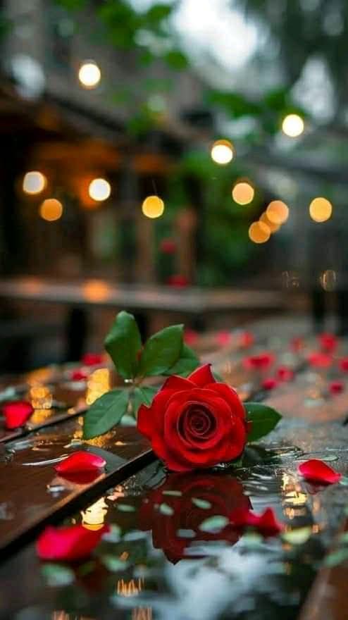 الودُ  بالودِ ، والأيامُ   دائرةٌ ،
من جاءنا بالندى بالورد جئناه 🌹".