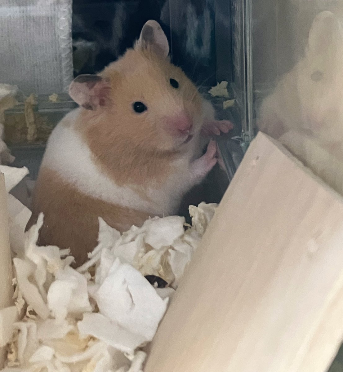 かわいいからOK
でもちょっとダイエットしようね🐹