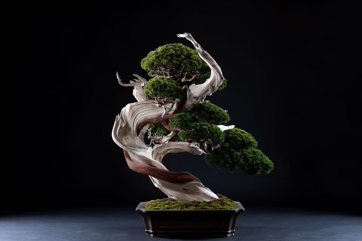 真柏盆栽 銘「旭光」: 生きる褐色の幹や枝が枯れると白骨化していく