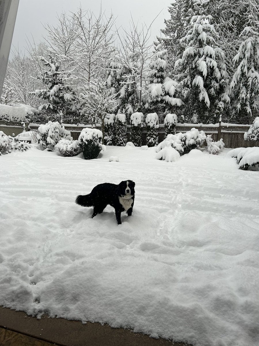 RyanVoutilainen's tweet image. Asked mom for a storm total update when asked in a wx chat — after going out with a ruler, she measured 24cm/9.5in at #Sechelt Inlet on the Sunshine Coast. Their dog, Rudy, loving the snow!
Perhaps it’s now the “Snow”-shine Coast?

#ShareYourWeather #BCsnow #BCwx #BCstorm