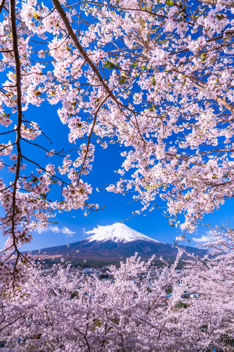 🌸 Cherry Blossom Forecast 2025 – Spring is Almost Here! 🌸

Get ready for Japan’s most popular season! The cherry blossoms are forecasted to arrive around their typical dates this year, with Tokyo expected to see its first blossoms around March 24th, followed by a full bloom