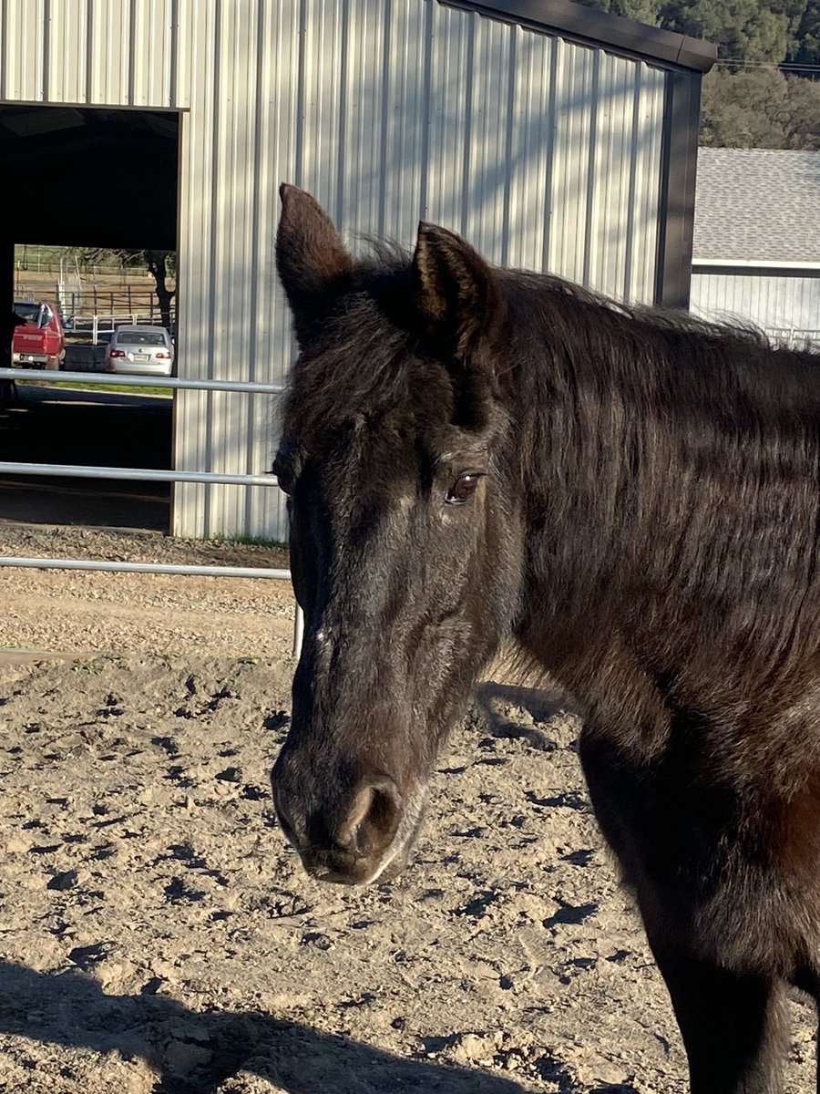 Shannideeee's tweet photo. 💔 Said goodbye and helped one of my best friends crossover today. I worked hard to keep her in shape and she looked good for her 33 years, but her mind was making her dangerous to herself and others. 😢 Love you Dani-girl! You will always be in my heart sweet lady. 💔 https://t.co/8OPB5ski0K