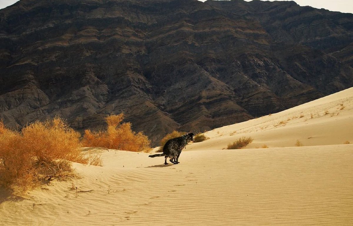 DogsPoopingInBeautifulPlaces tweet media