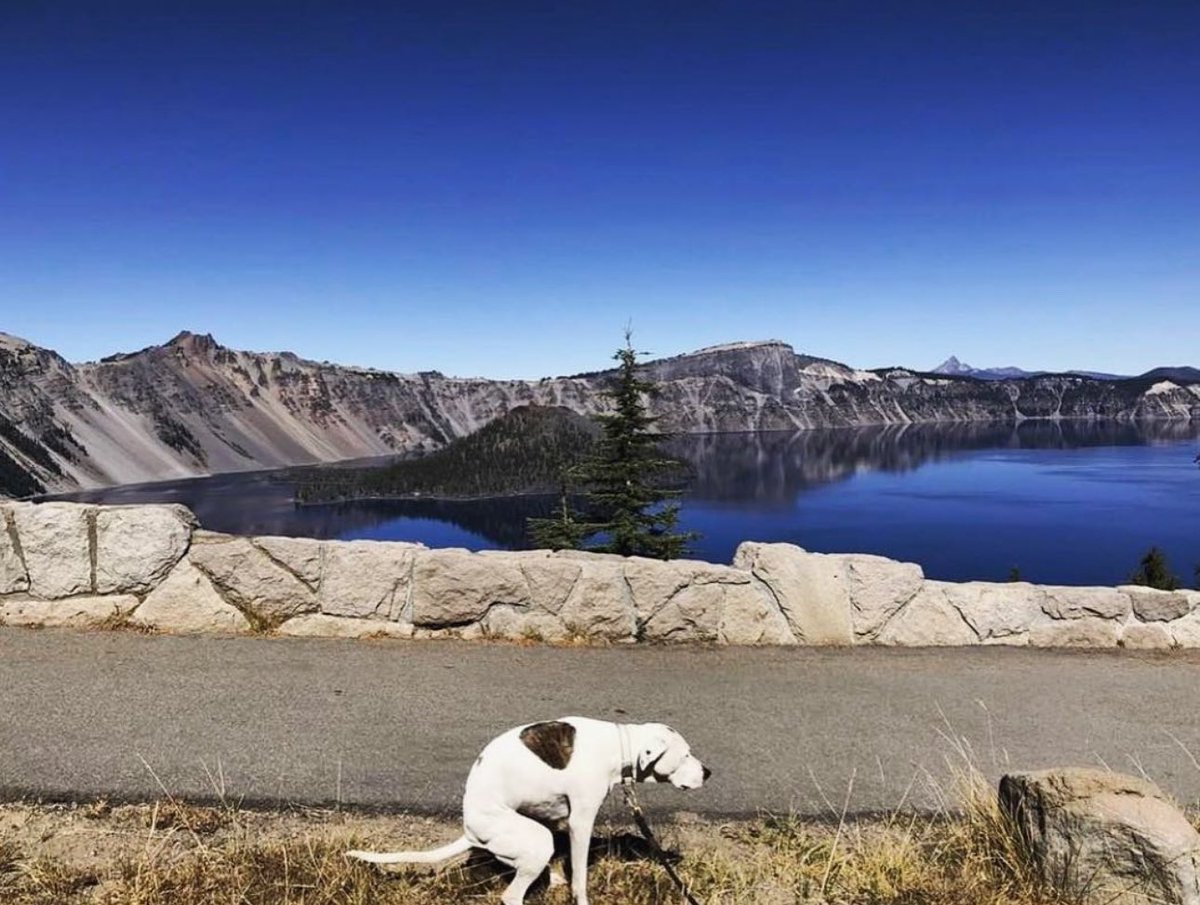DogsPoopingInBeautifulPlaces tweet media