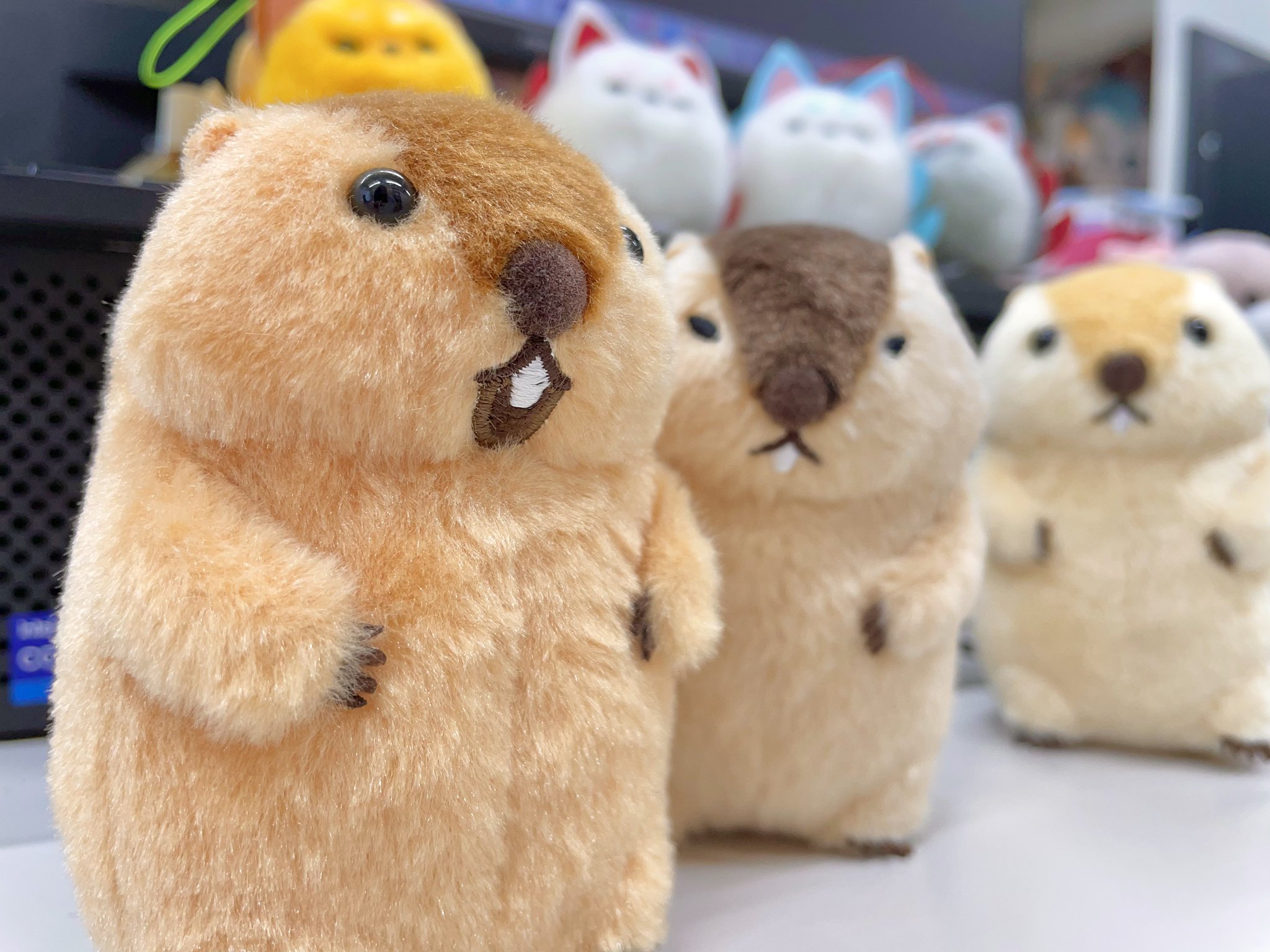 新装記念】マーモットのもっとっとウルトラBIG /*Limited stock