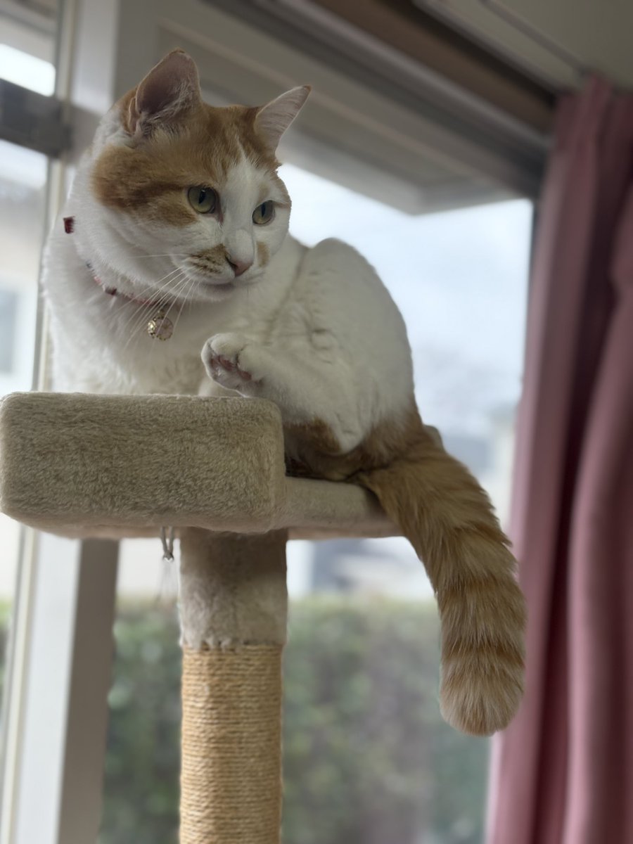 YukaAiAiA's tweet photo. #冬チャイ は #もっふもふ だよ〜
Winter Chai is so #fluffy
#cat #orangecat #茶白猫 #ちゃしろねこ #ちゃしろ猫 #猫のいる生活 #fluffycat #wintercat #lifewithcat #catlove https://t.co/ORDqe8jOz8
