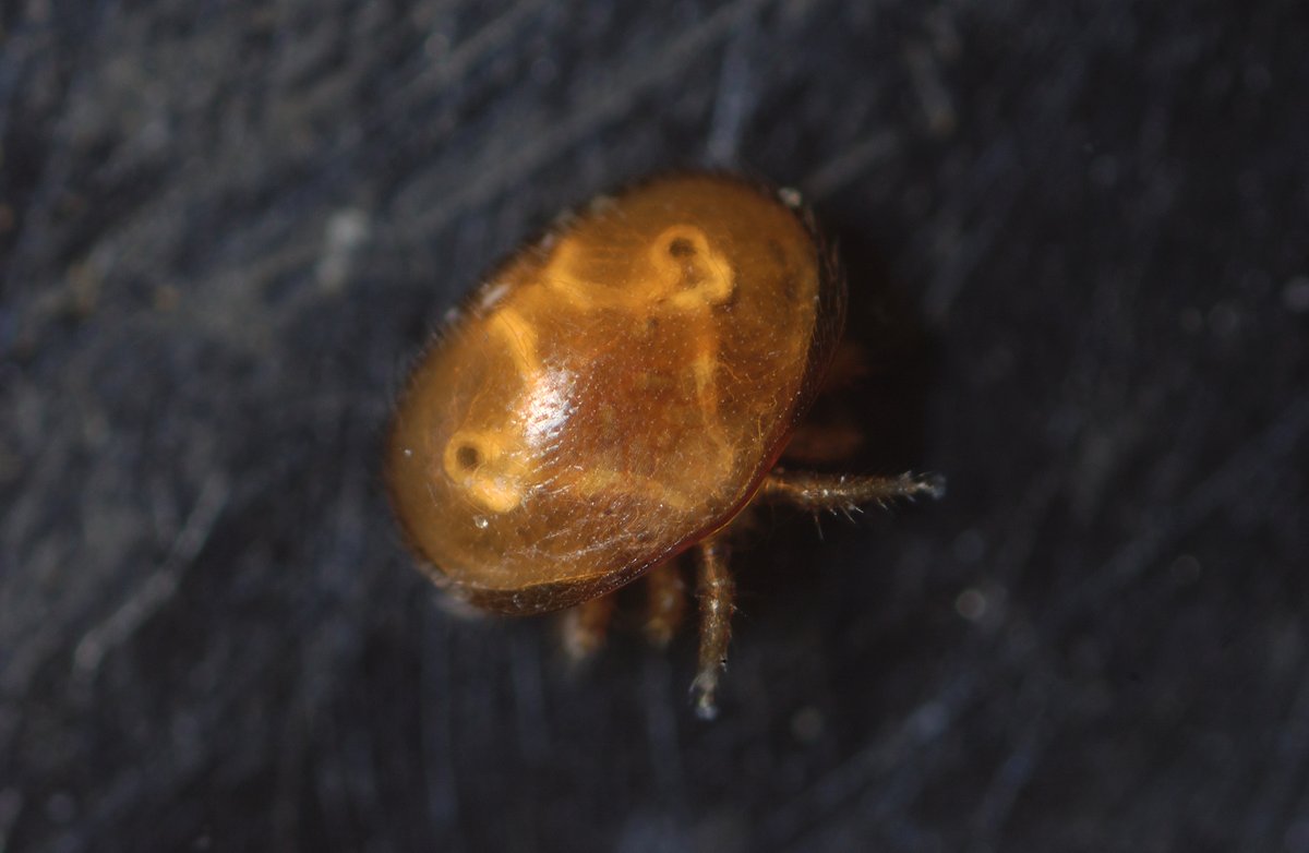 Uni of Exeter's ESI (@uniofexeteresi) on Twitter photo The key to combatting the biggest threat to honey #bees globally can be significantly reduced by ensuring that treatments for the parasitic #Varroa mite occur within specific timeframes, according to <a href="/TOSheaWheller/">Thomas O'Shea-Wheller</a>, lead author of a new study.
🐝 news.exeter.ac.uk/uk/cornwall/im… The key to combatting the biggest threat to honey #bees globally can be significantly reduced by ensuring that treatments for the parasitic #Varroa mite occur within specific timeframes, according to <a href="/TOSheaWheller/">Thomas O'Shea-Wheller</a>, lead author of a new study.
🐝 news.exeter.ac.uk/uk/cornwall/im…