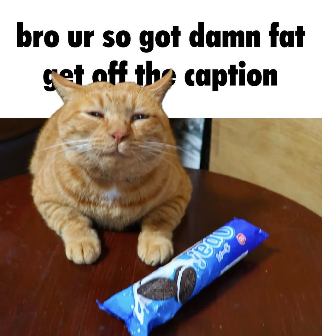 Cat Posted (@catposted) on Twitter photo 