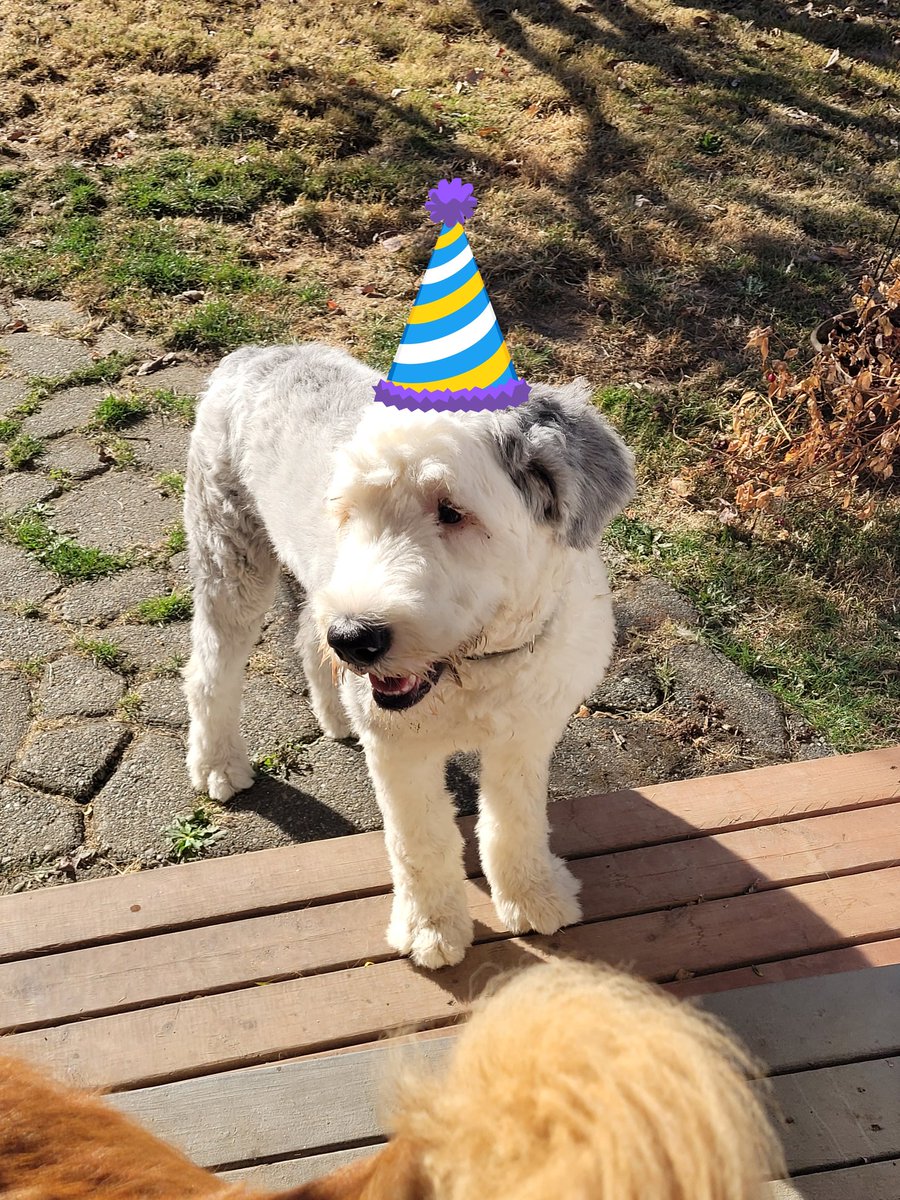 old_lily's tweet photo. @toppdogg420 Happy Birthday Reggie!!!🐾❤️ https://t.co/hkSR3GsUHK