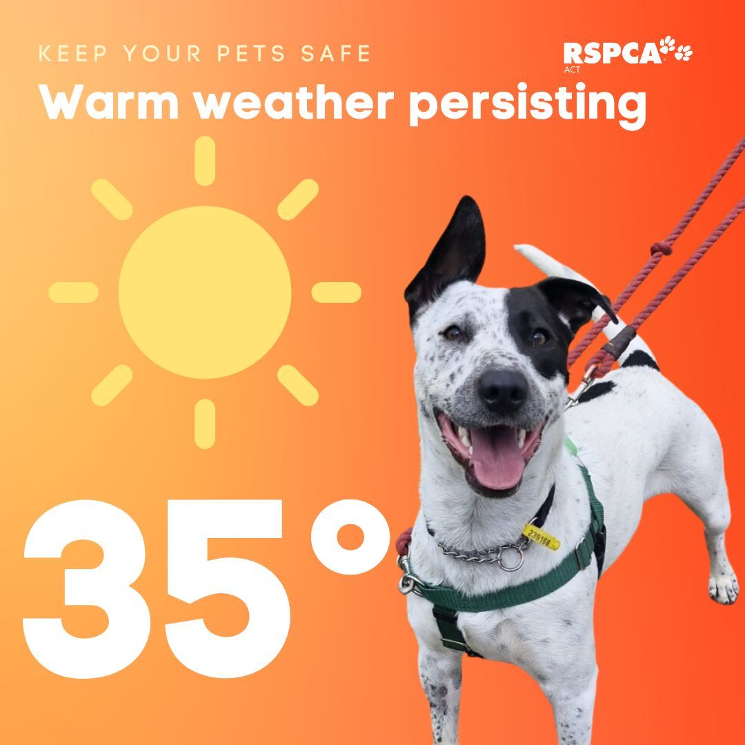 RSPCA ACT tweet media