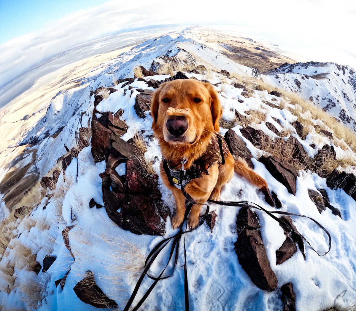GoPro's tweet image. Photo of the Day: Goodest boy in the world? 🐕 Jess Neibaur&apos;s golden retriever is certainly in the conversation with this level of patience. The HERO12 Black snap earned them a $100 GoPro Award to refill on treats 🦴

#GoPro #GoProPets #GoProSnow #DogsOfInstagram #Cute…